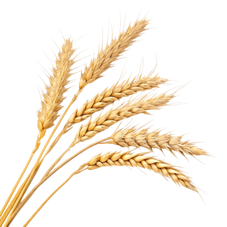 Six golden wheat stalks with full, spiky heads are arranged in a fanned-out pattern, isolated on a white background.